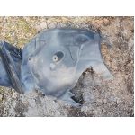 MERCEDES CLK W209  A2098840722 подкалник преден ляв 20 евро 0884333269