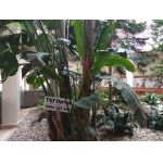 Ем Комплект - продава монтира ремонтира тегличи за камиони, бусове, джпове, реки коли, таратайки Дружба 0884333265 Костинброд 0884333263