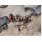 Toyota Aygo 1.0 бензин вал колянов шайба 100 евро 0884333269  блок 1KR-FE) е 13401-0Q010
