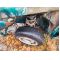 VW Polo 1994-1997  апарат спирачен преден, ляв, десен 40 лева  Ем Комплект 0884333269   SEAT AROSA; SKODA FABIA I, FABIA I PRAKTIK, FABIA II; VW FOX, LUPO I, POLO, POLO III, POLO IV 1.0-1.9D 10.94-шенкел ляв, десен, държачи