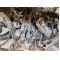 Iveco DAILY рамена, механизми чистачки  цена 90-100 лева Ем Комплект 0884333269